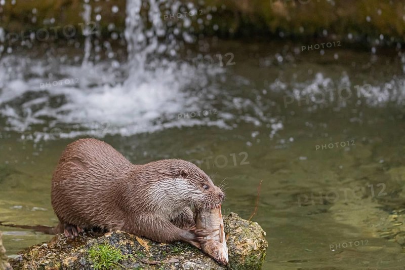 One Eurasian otter (Lutra lutra), sitting on a rock and feeding on a fisch. A little cascade in the background