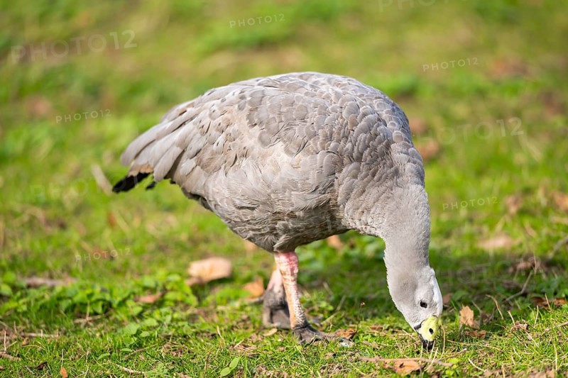 Cape Barren goose (Cereopsis novaehollandiae) on a meadow, Germany