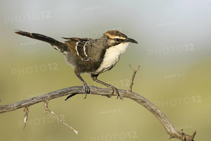Chestnut-crowned Babbler (Pomatostomus ruficeps), New South Wales, Australia