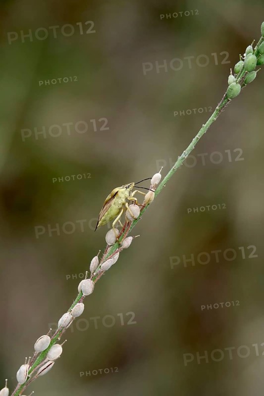 Bug in a garden, summer, Germany