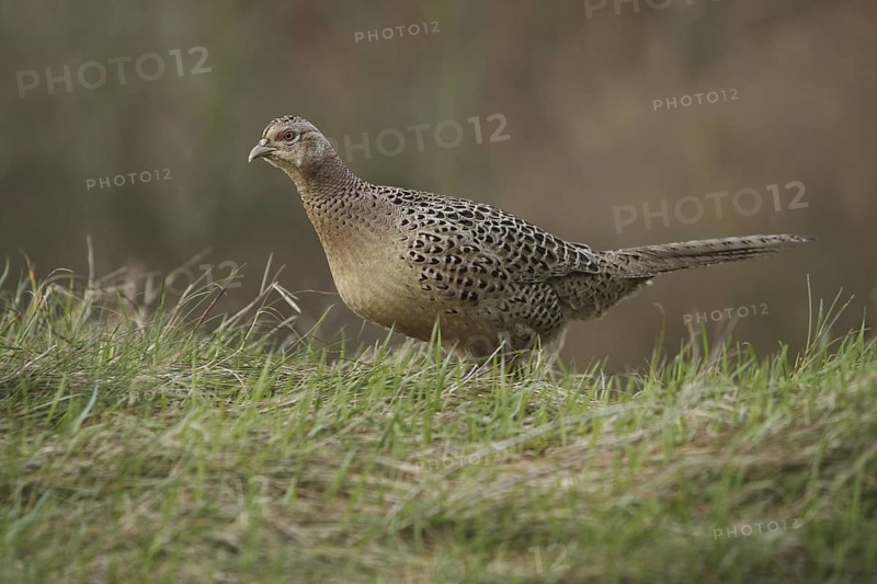 Common Pheasant (Phasianus colchicus) female, Germany