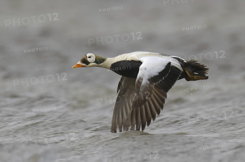 Spectacled Eider (Somateria fischeri) male, Alaska, USA