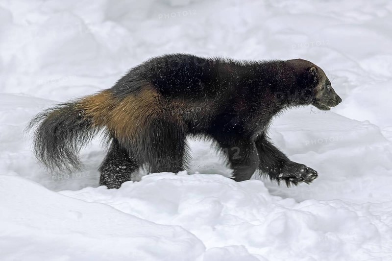 Wolverine, glutton, carcajou (Gulo gulo) running in the snow in winter, native to Scandinavia, western Russia, Siberia, Canada and Alaska