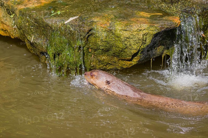 An adult giant otter or giant river otter (Pteronura brasiliensis) swims in a small river along a small cascade