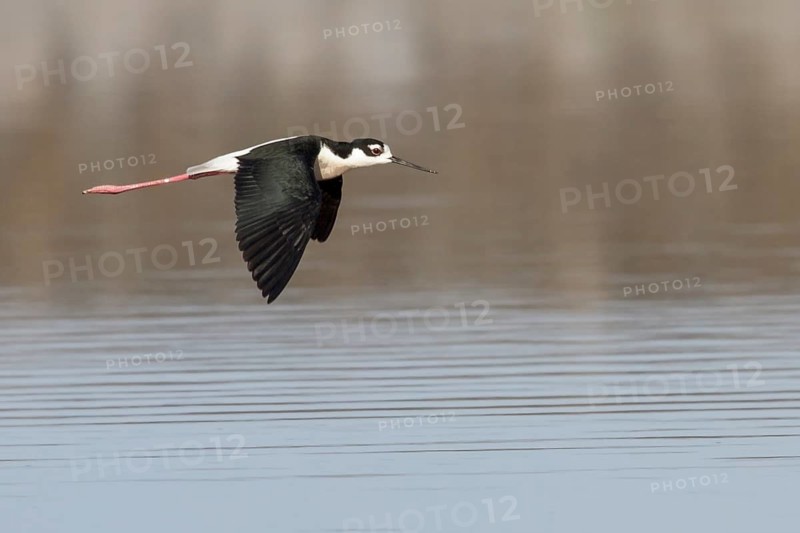 Black-necked Stilt (Himantopus mexicanus) flying over a marsh in central Washington State, USA