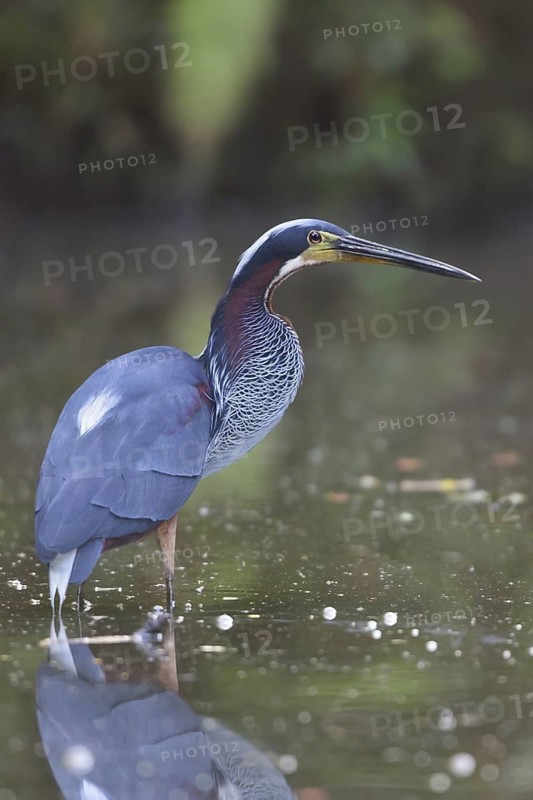 Agami Heron (Agamia agami), Costa Rica