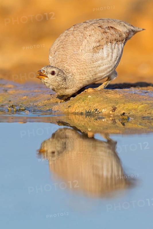 Arabisches Wüstenhuhn, Sand Partridge, Ammoperdix heyi, Perdrix de Hey, Perdiz Desértica
