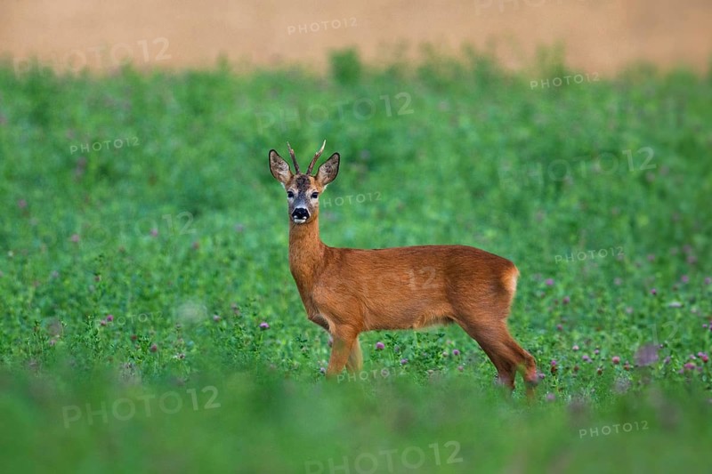 Roe Deer (Capreolus capreolus), an adult male or buck, standing alert on a field of clover, Hesse, Germany