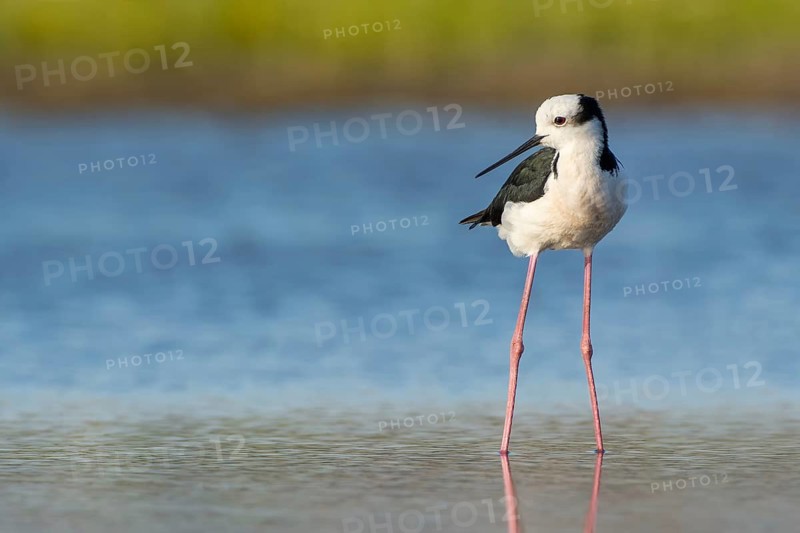 White-backed Stilt (Himantopus melanurus), Region Metropolitana, Chile