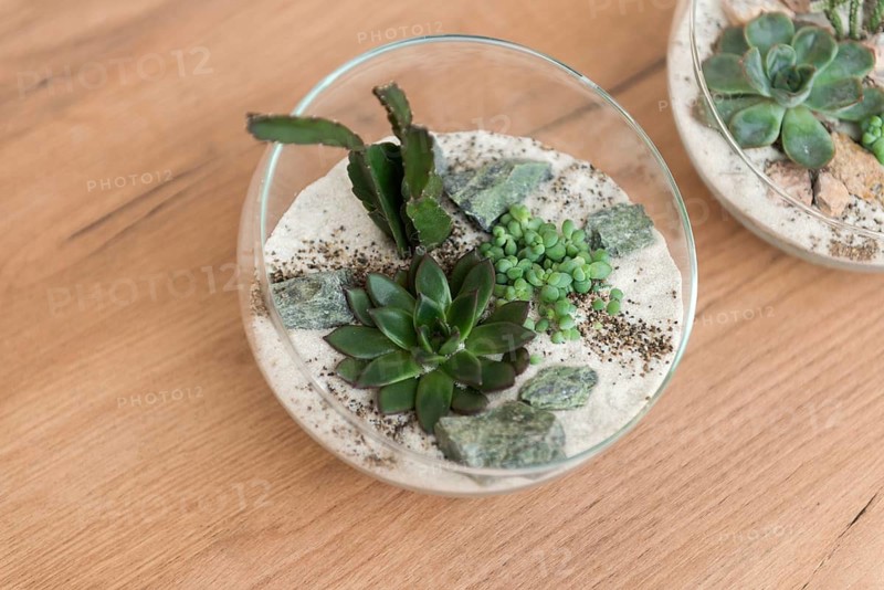 A charming succulent terrarium in a glass bowl rests on a wooden table. The arrangement combines different green succulents, stones, and sand, creating a mini desert landscape