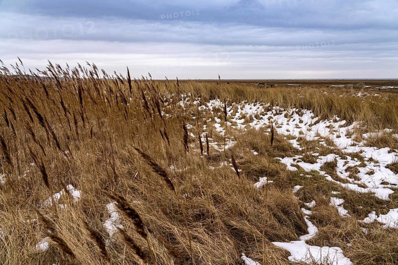The East Frisian North Sea island of Juist in winter, marsh meadows on the Wadden Sea side, snow, Lower Saxony, Germany