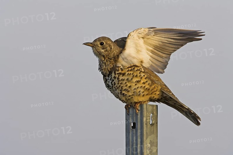Mistle Thrush (Turdus viscivorus), Rhineland-Palatinate, Germany