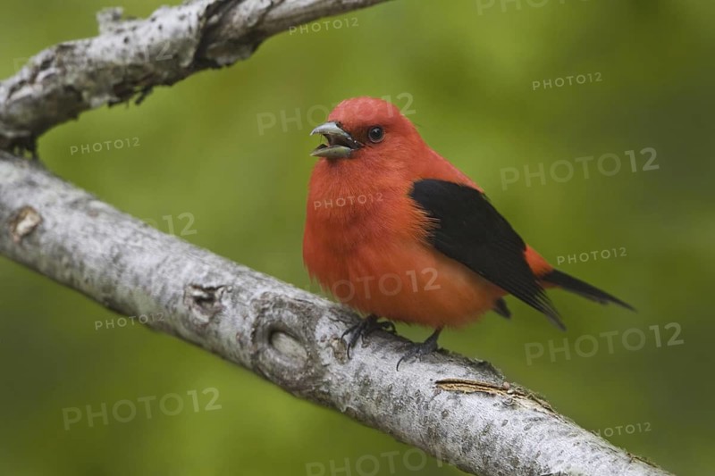 Scarlet Tanager (Piranga olivacea) singing male, Ontario, Canada