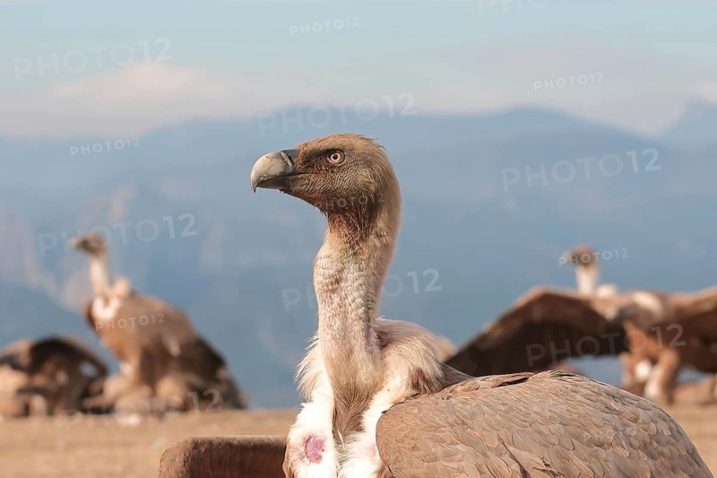 A striking image of a Griffon Vulture, prominently displayed in its natural mountainous habitat, with flock of vultures in the background