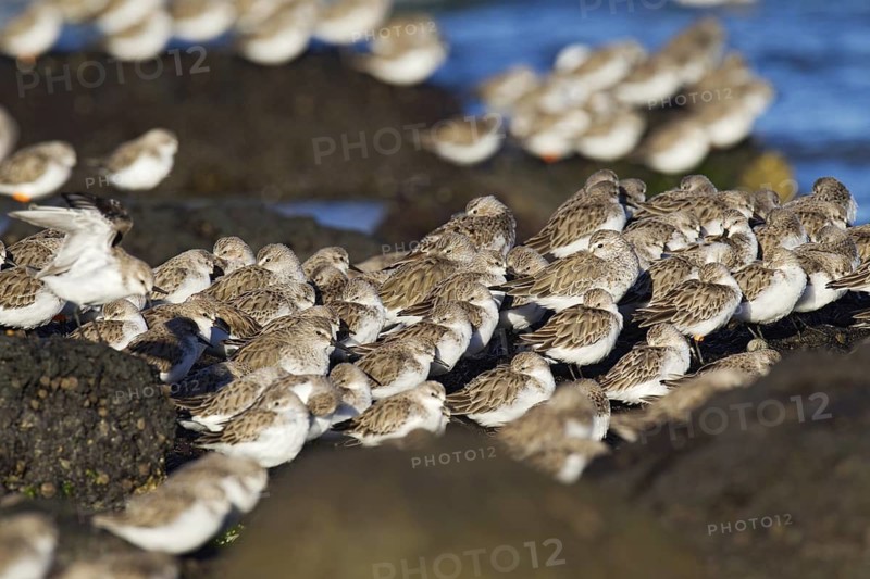Red-necked Stint (Calidris ruficollis), Victoria, Australia