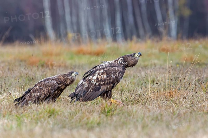 White-tailed Eagle (Haliaeetus albicilla) juvenile, Poland