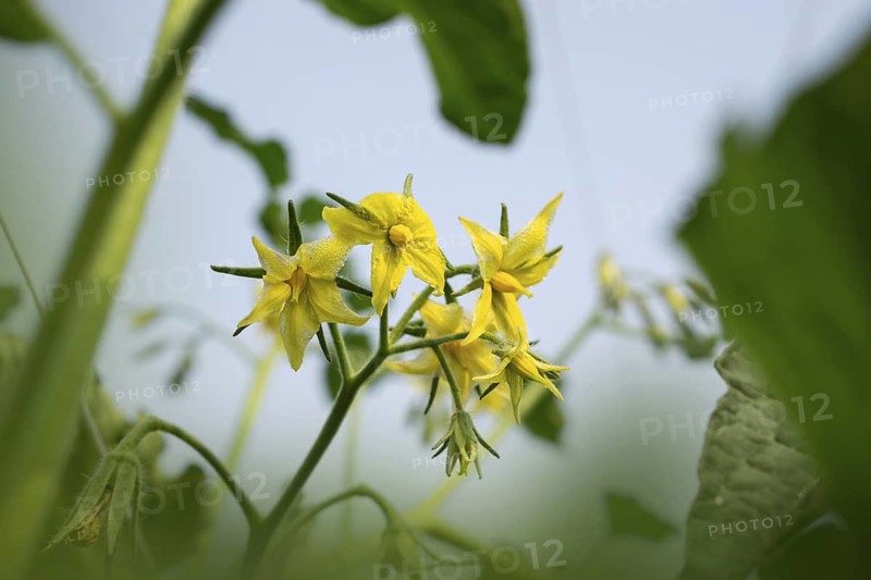 Vibrant yellow tomato blossoms ready to bloom