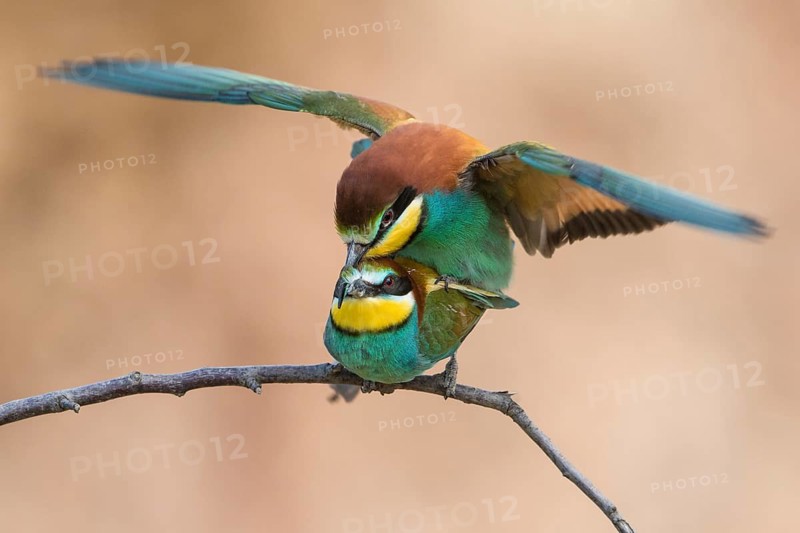 European Bee-eater (Merops apiaster) pair mating, Rhineland-Palatinate, Germany