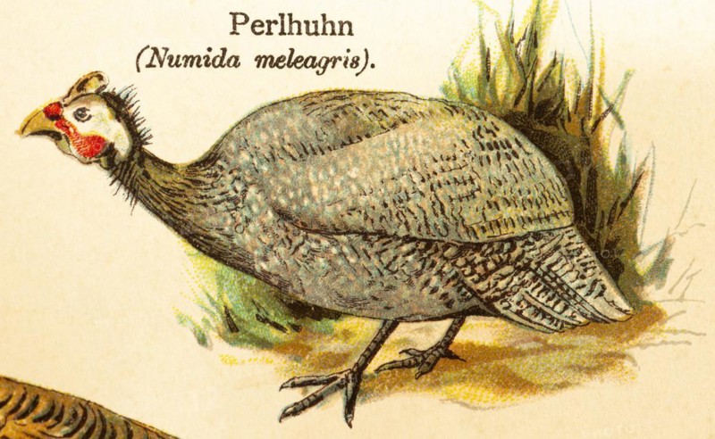 Guinea fowl (Numida meleagris) World of birds, historical illustration 1890