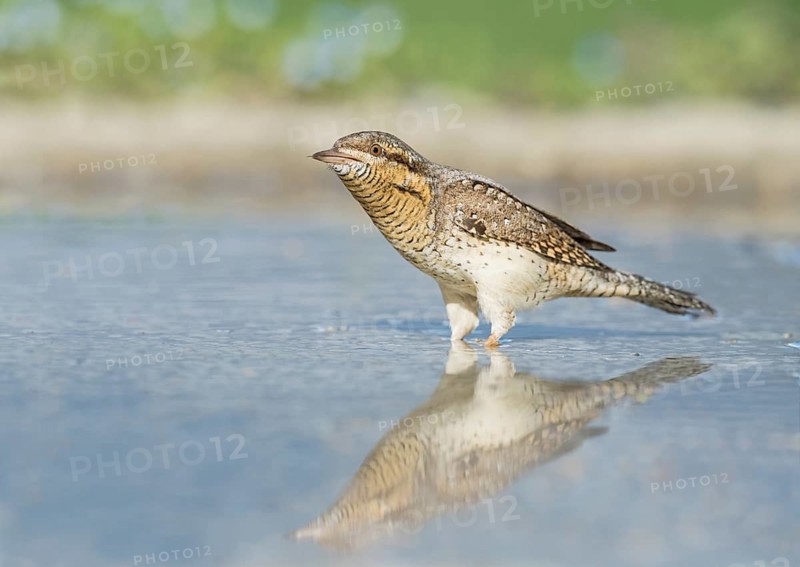 Eurasian Wryneck (Jynx torquilla) in water hole, Aosta Valley, Italy