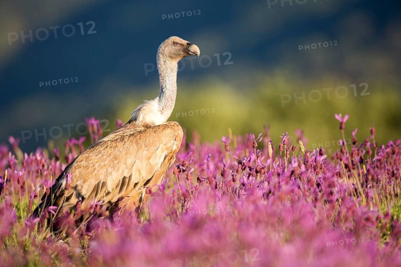 Griffon Vulture (Gyps fulvus) in field, Madrid, Spain