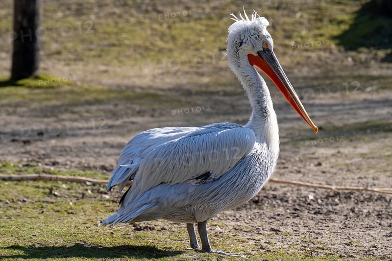 Dalmatian Pelican (Pelecanus crispus), portrait, occurring in South-East Europe, Central Asia, Mongolia, captive
