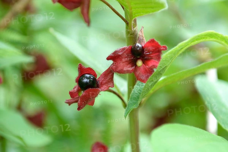 Honeysuckle (Lonicera involucrata), Exbury Gardens, Great Britain