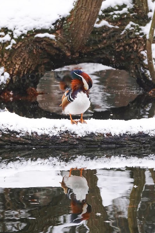 Mandarin duck with snow on a lake, winter, Germany