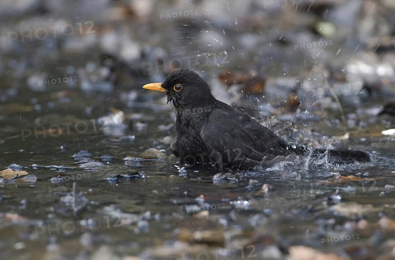 Common Blackbird (Turdus merula) male, Saxony, Germany