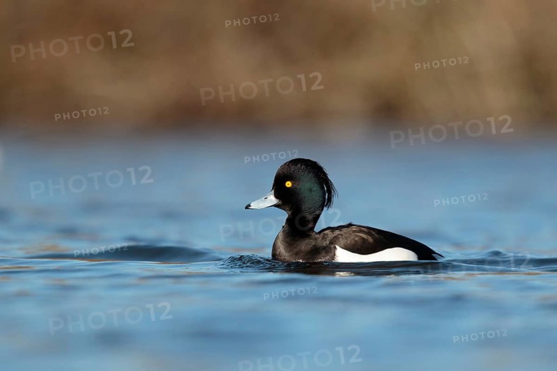 Tufted Duck (Aythya fuligula) male, Utrecht, Netherlands