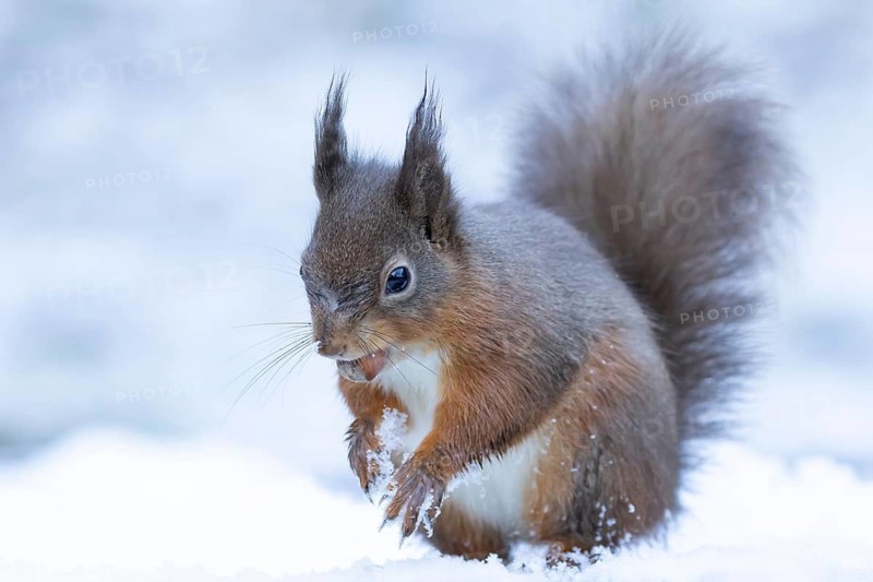 Red squirrel (Sciurus vulgaris) adult animal feeding on a hazel nut in snow in winter, England, United Kingdom