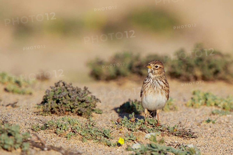 Lesser Short-toed Lark (Alaudala rufescens), Fuerteventura, Spain