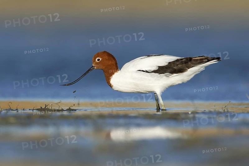 Red-necked Avocet (Recurvirostra novaehollandiae), Victoria, Australia