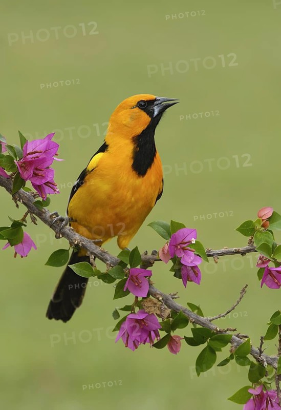 Altamira Oriole (Icterus gularis) singing, Texas, USA