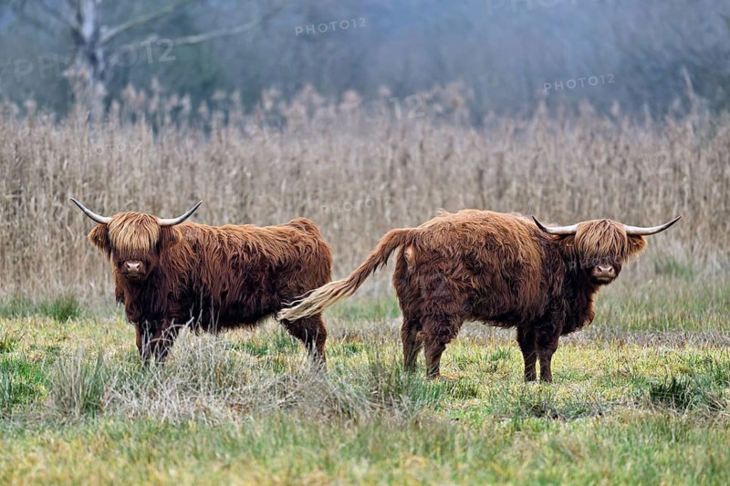 Two Highland cattle (Bos taurus), adult standing in a meadow, Reussspitz nature reserve, Maschwanden, Canton of Zurich, Switzerland