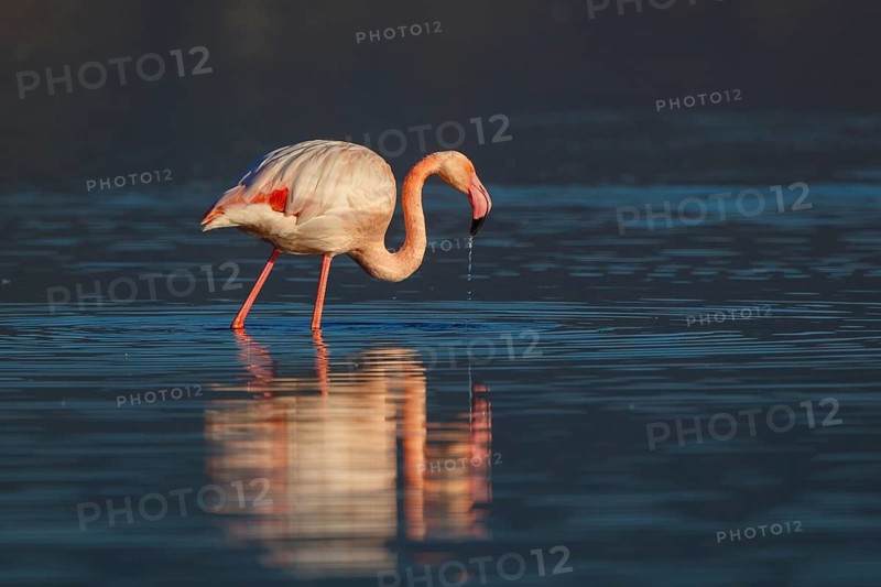 Greater Flamingo (Phoenicopterus roseus), Greece