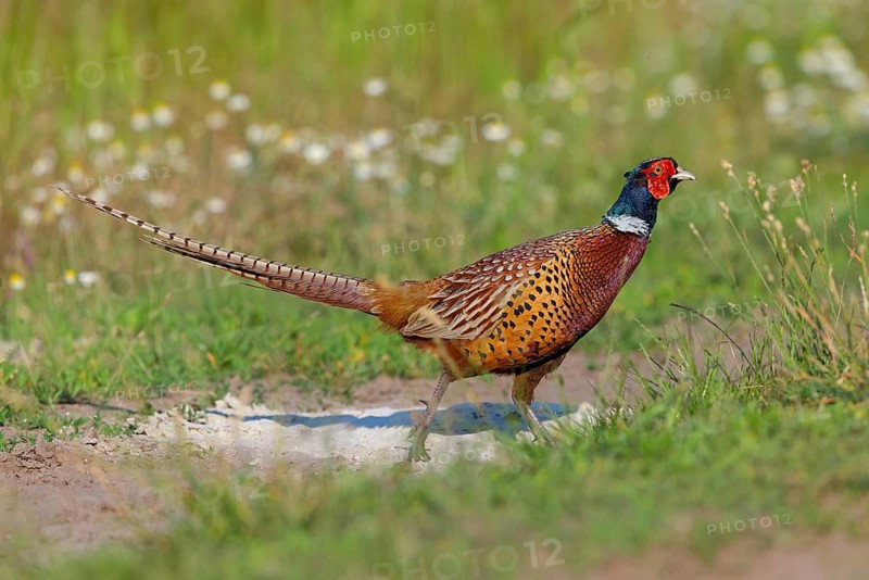 Pheasant, Common Pheasant, Pheasant, Ring-necked Pheasant, Phasianus colchicus, Faisan de Colchide, Faisan de chasse, Faisán Vulgar, Cock, Tiszaalpár, Kiskunsági National Park, Bács-Kiskun, Hungary