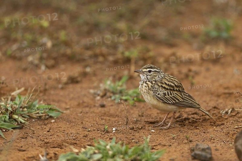 Sabota Lark (Calendulauda sabota), South Africa