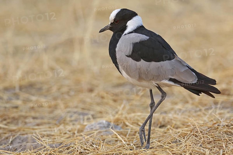 Blacksmith Lapwing (Vanellus armatus), Oshikoto, Namibia