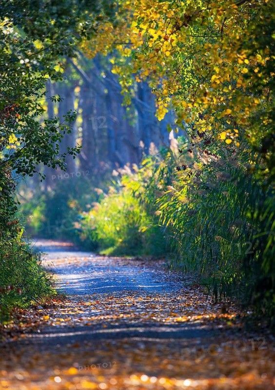 Wanderweg durch Laubwald mit leuchtend gelben und roten Herbstblättern im Sonnenlicht wähernd des Indian Summer, Heidelberg, Baden-Württemberg, Deutschland