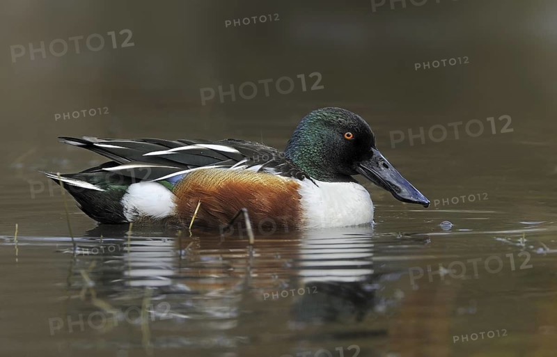 Northern Shoveler (Spatula clypeata) male, British Columbia, Canada