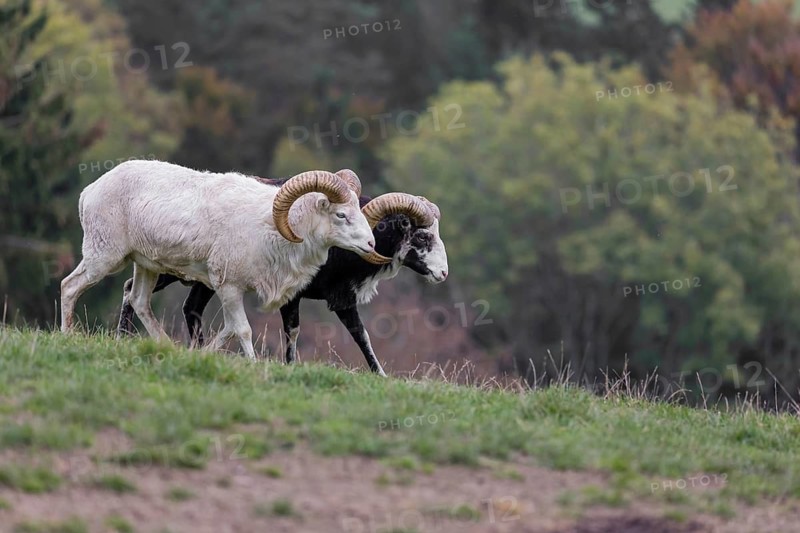 Two male snow sheep (Ovis nivicola), or Siberian bighorn sheep walk over a meadow, side by side