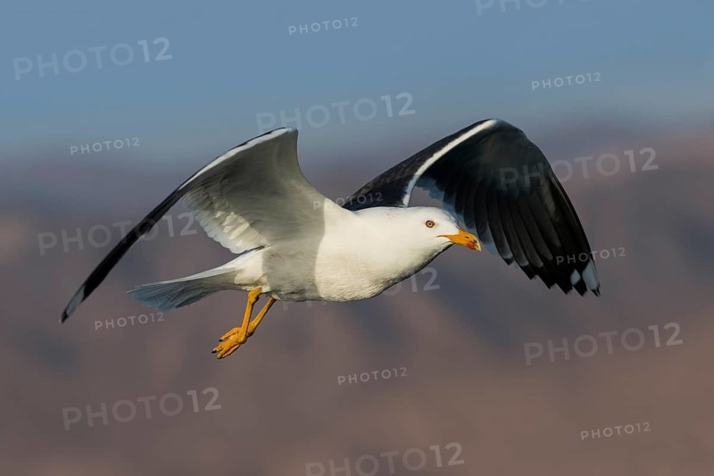 Lesser Black-backed Gull (Larus fuscus) flying, Eilat, Israel