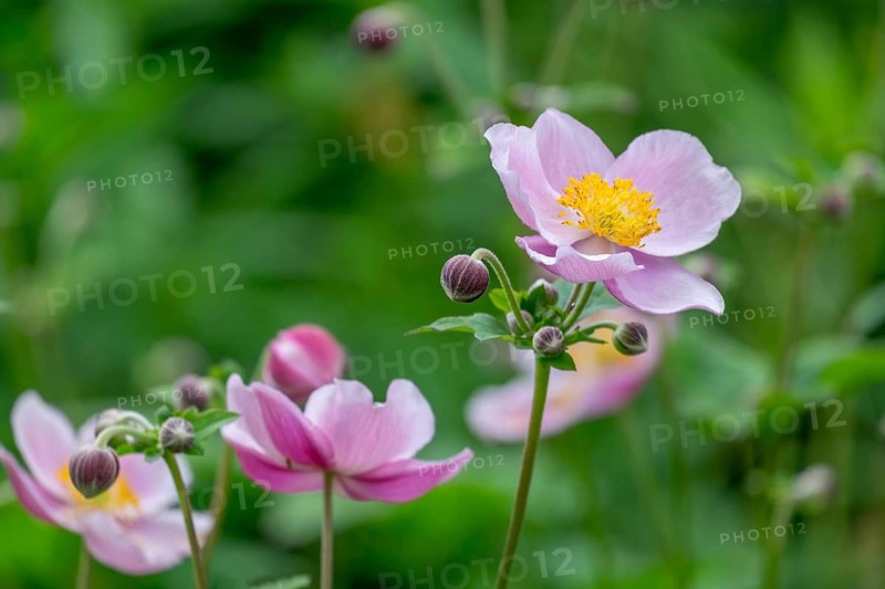 Autumn anemone (Anemone hupehensis), North Rhine-Westphalia, Germany