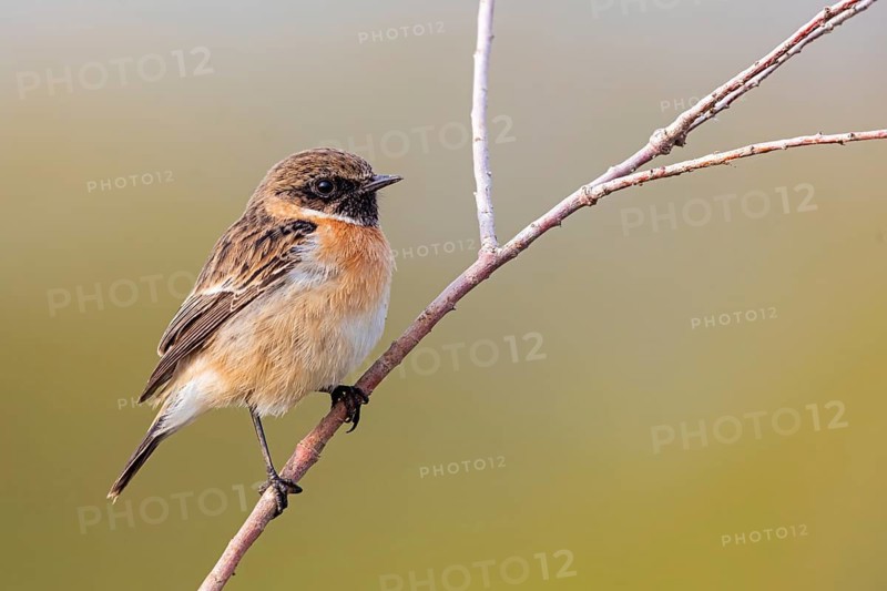 Stonechat, Saxicola torquata, male, Israel