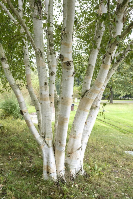 White-barked Himalayan birch (Betula utilis 'Doorenbos'), Britzer Garten, Berlin, Berlin, Germany