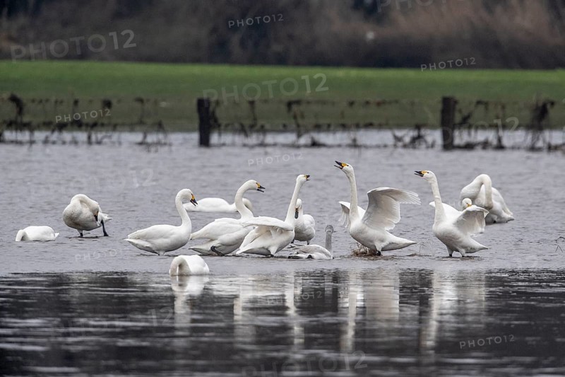 Tundra swans (Cygnus bewickii), fighting, Emsland, Lower Saxony, Germany