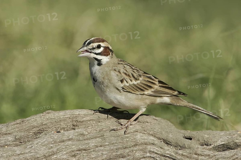 Lark Sparrow (Chondestes grammacus), Texas, USA