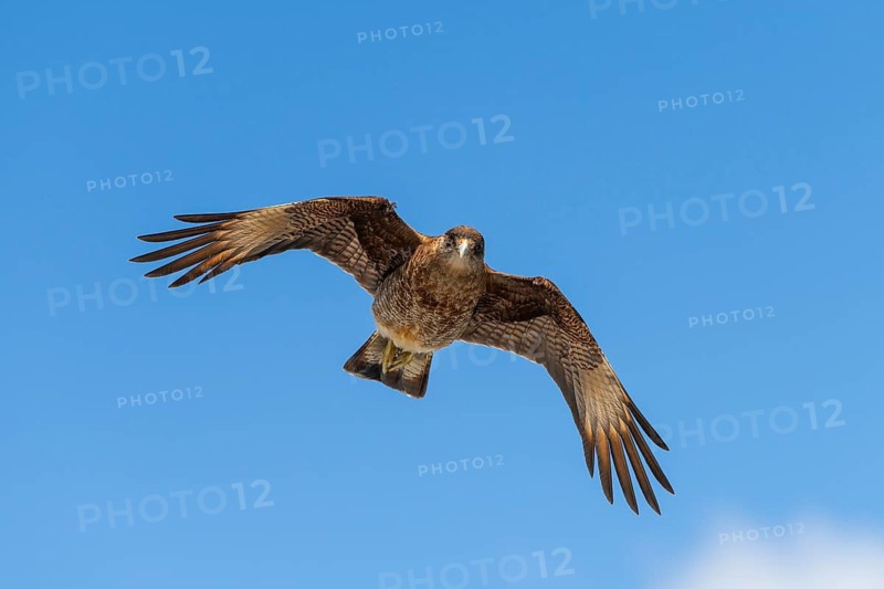 Peregrine Falcon (Falco peregrinus) in flight with outstretched wings near Caleta Gonzalo, Pumalin-Douglas Tompkins National Park, Chaiten, Los Lagos region, Patagonia, Chile