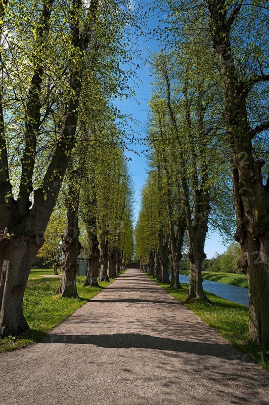 Lime trees (Tilia), avenue of summer lime trees (Tilia platyphyllos) in spring, Mecklenburg-Western Pomerania, Germany